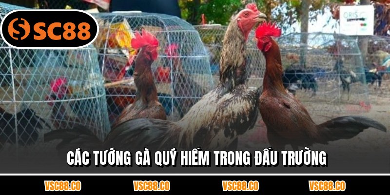 Các tướng gà quý hiếm trong đấu trường
