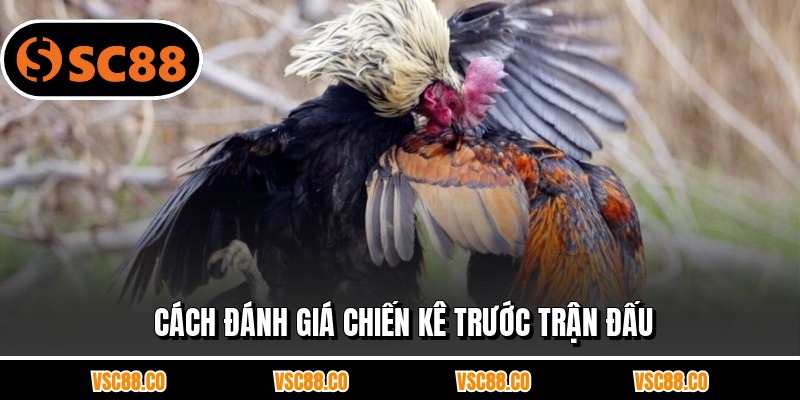 Cách đánh giá chiến kê trước trận đấu