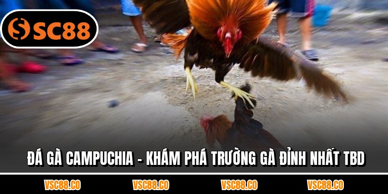 Đá Gà Campuchia - Khám Phá Trường Gà Đỉnh Nhất TBD