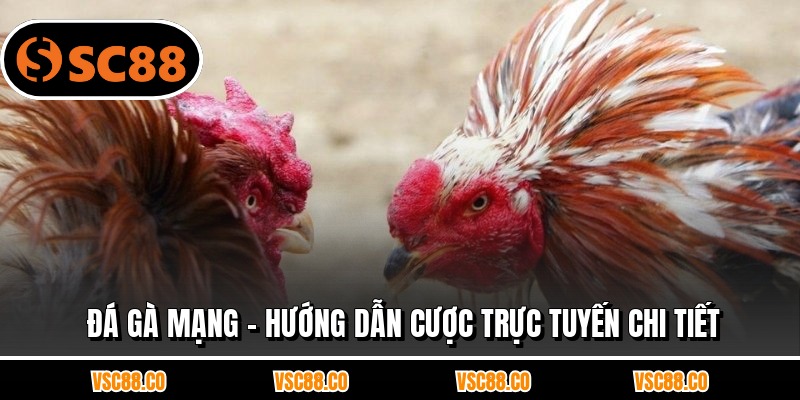 Đá Gà Mạng - Hướng Dẫn Cược Trực Tuyến Chi Tiết