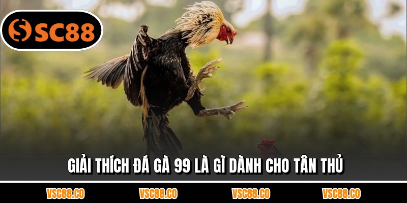 Giải thích đá gà 99 là gì dành cho tân thủ