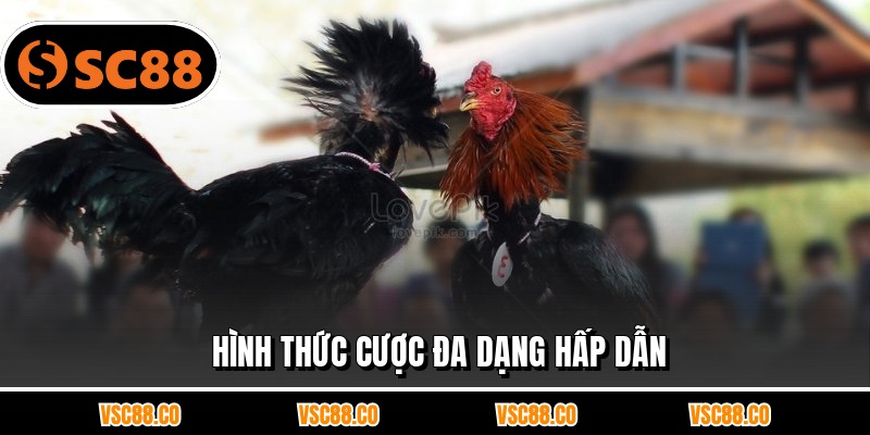 Hình thức cược đa dạng hấp dẫn
