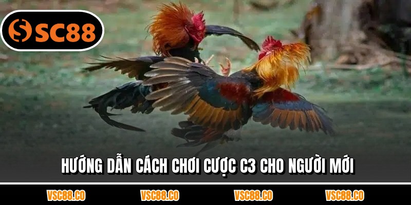 Hướng dẫn cách chơi cược c3 cho người mới