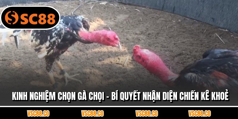 Kinh Nghiệm Chọn Gà Chọi - Bí Quyết Nhận Diện Chiến Kê Khoẻ