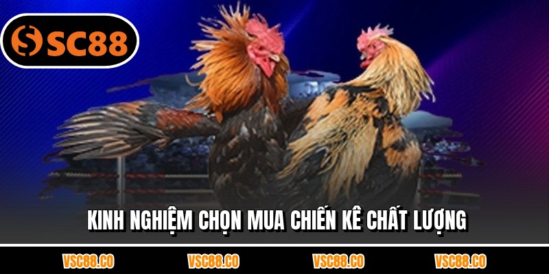 Kinh nghiệm chọn mua chiến kê chất lượng