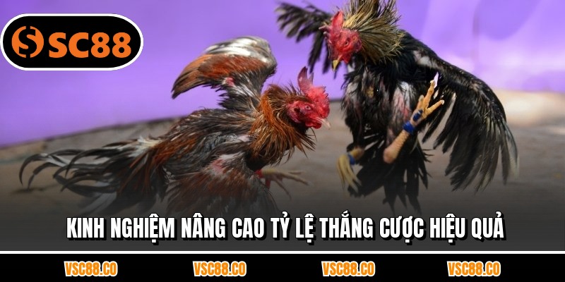 Kinh nghiệm nâng cao tỷ lệ thắng cược hiệu quả