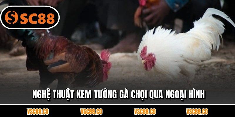Nghệ thuật xem tướng gà chọi qua ngoại hình