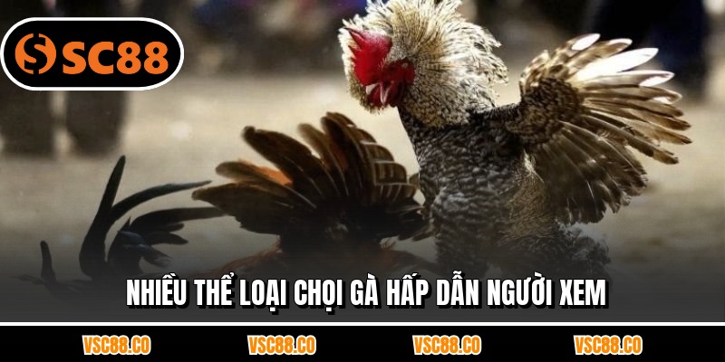 Nhiều thể loại chọi gà hấp dẫn người xem