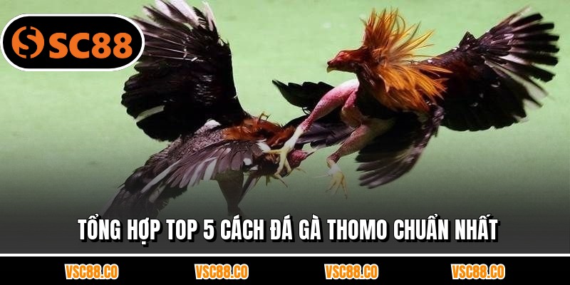 Tổng hợp top 5 cách đá gà thomo chuẩn nhất