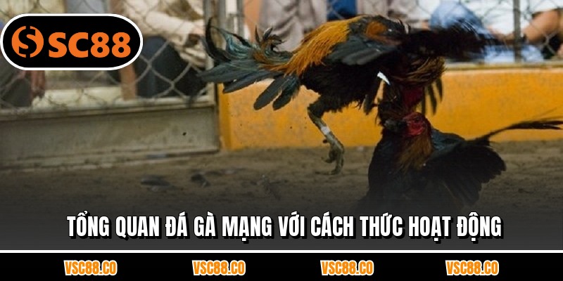 Tổng quan đá gà mạng với cách thức hoạt động