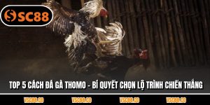 Top 5 Cách Đá Gà Thomo - Bí Quyết Chọn Lộ Trình Chiến Thắng