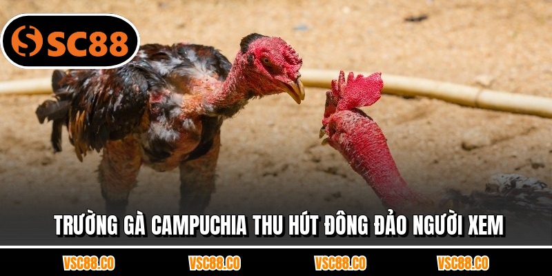 Trường gà Campuchia thu hút đông đảo người xem