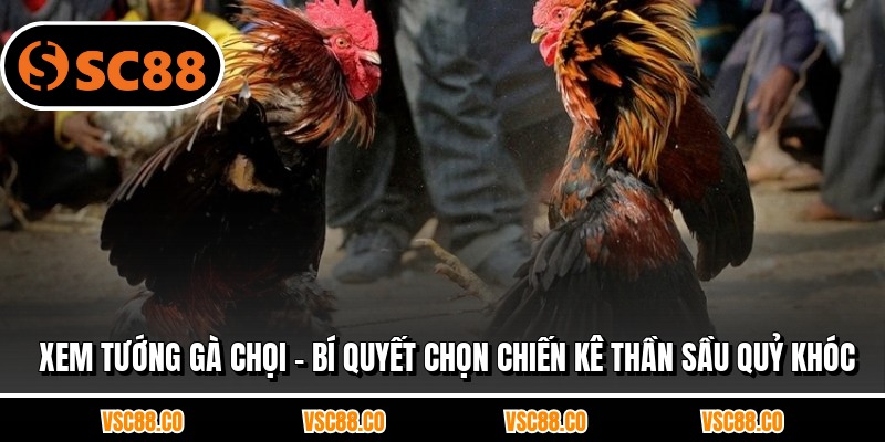 Xem Tướng Gà Chọi - Bí Quyết Chọn Chiến Kê Thần Sầu Quỷ Khóc